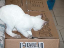 kittens - 071307 37